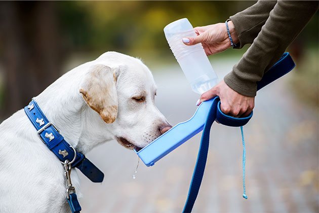 Hidratação é um dos cuidados com pets no verão