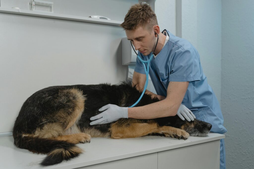 Cachorro com sintomas de intoxicação alimentar ao ingerir alimentos que cachorro não pode comer