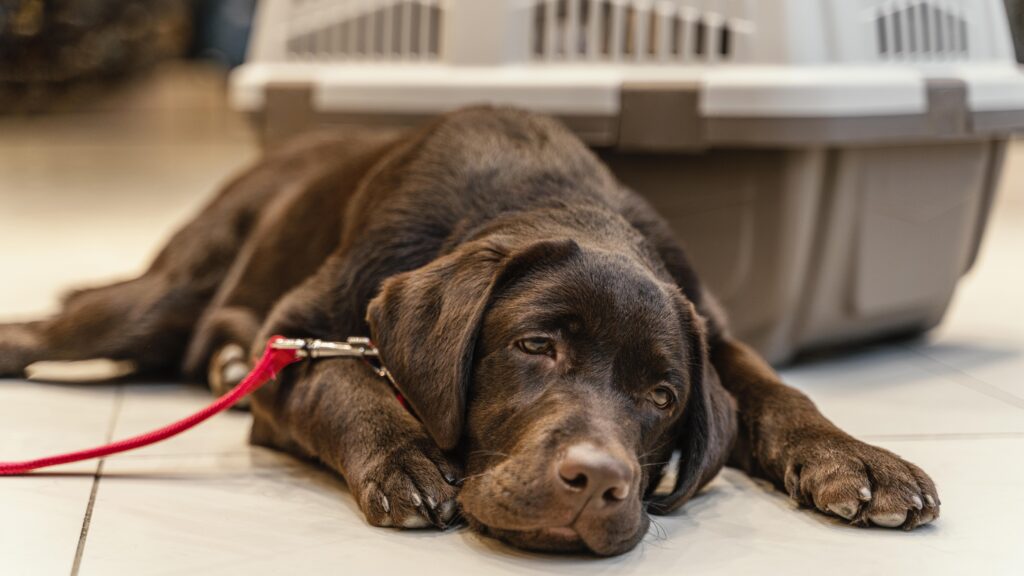 cachorro triste com intoxicação por dose exagerada de dipirona para cachorro