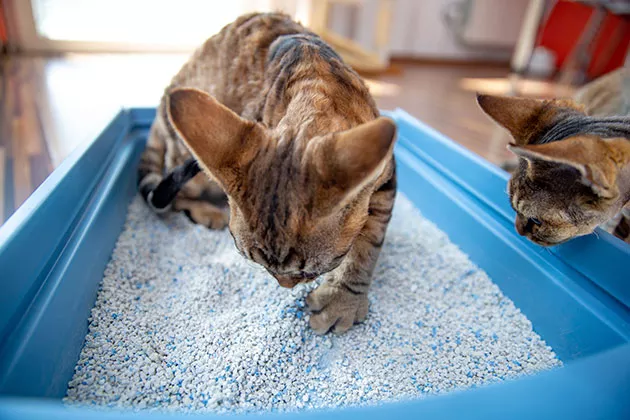 Vemos um felino com problema para ir ao banheiro. Conheça melhor a cistite em gatos no artigo!