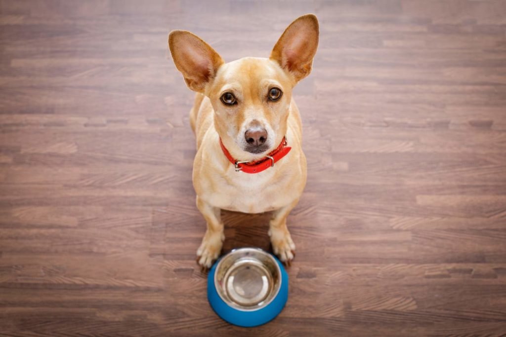 cachorro em frente ao pote de comida aguardando alimentação saudável para cães