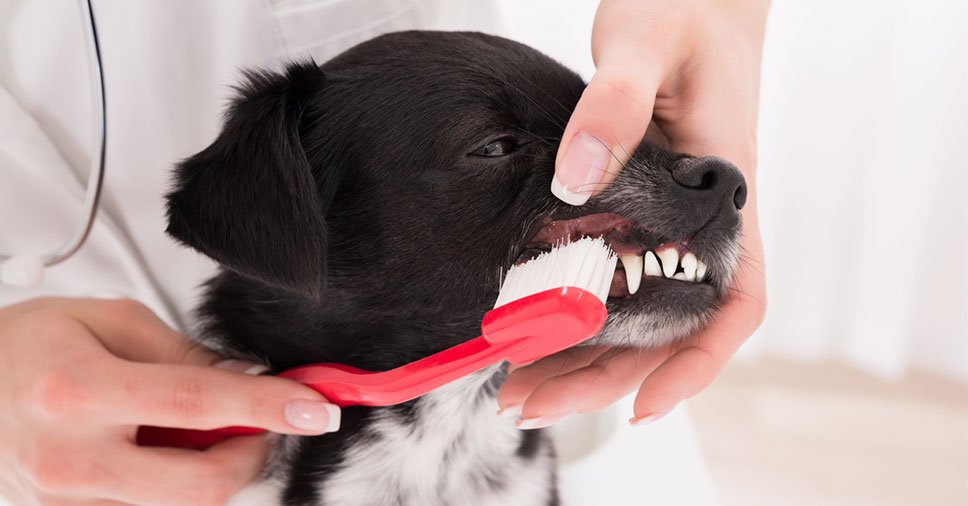 Gengivite em cães: indícios, tratamento e prevenção