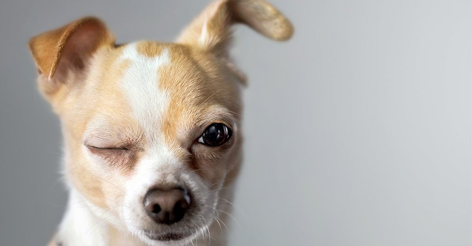 Será que seu cãozinho está com terçol canino?