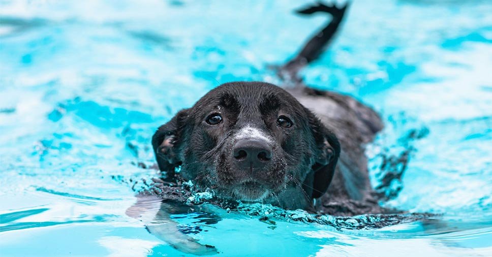 Cão na piscina: quais são os benefícios da natação para o animalzinho?
