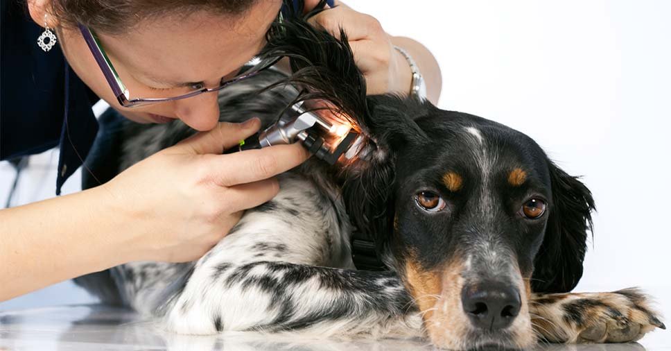 3 formas de tratamento para otite canina