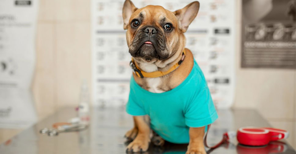 4 cuidados essenciais com os cães braquicefálicos