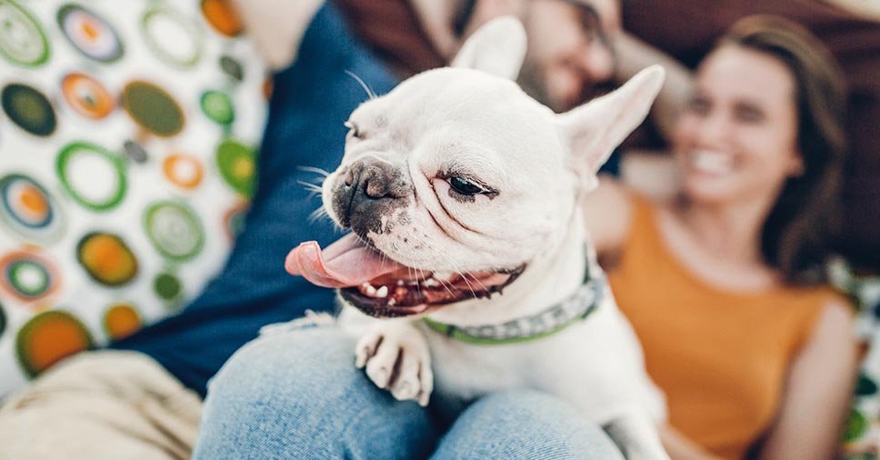 Longevidade canina: 6 dicas para seu cãozinho viver mais!