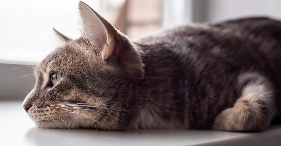 5 dicas para prevenir anemia em gatos!