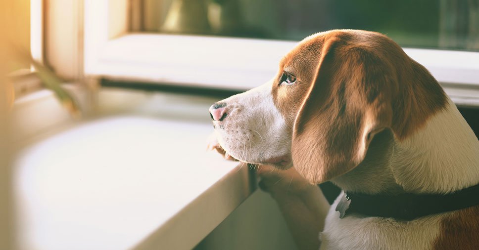 Sintomas de ansiedade em cães: você sabe como tratá-los? Confira!