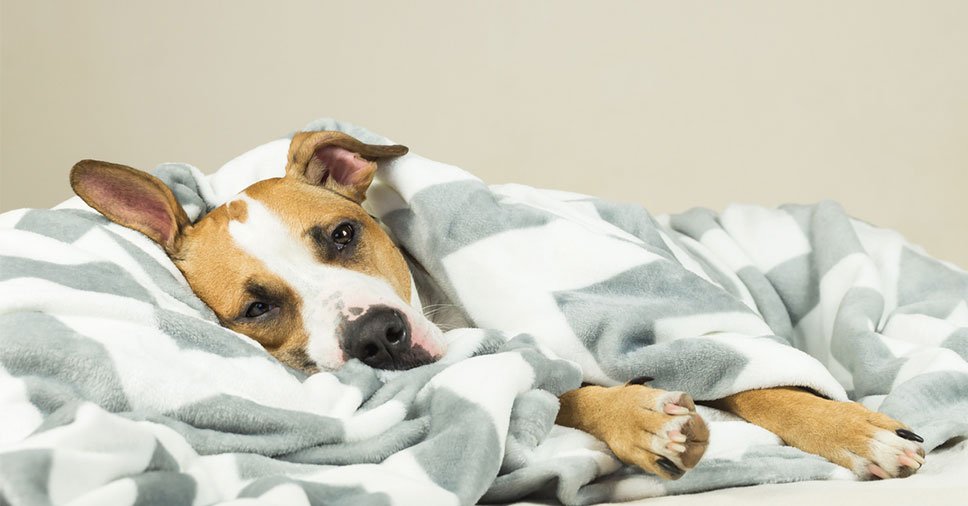 Câncer em cães: 8 sintomas que você precisa ficar atento!