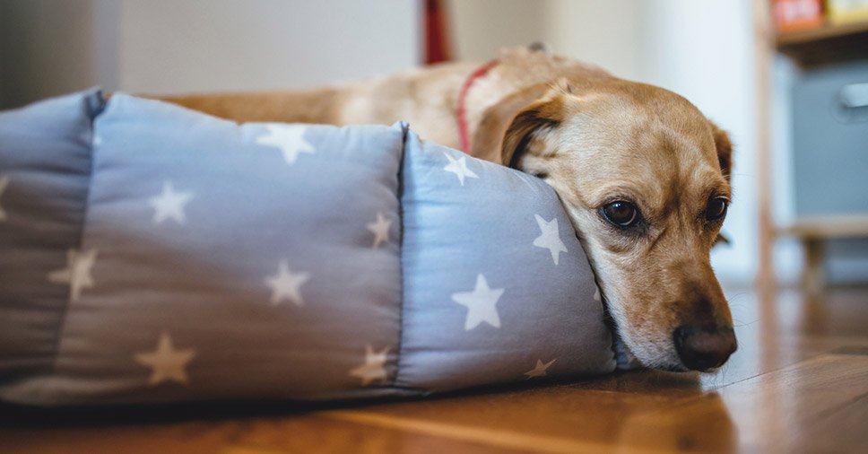 Cão vomitando: descubra como cada tipo pode significar algo diferente!