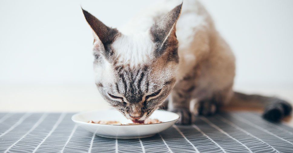 alimentação natural para gatos