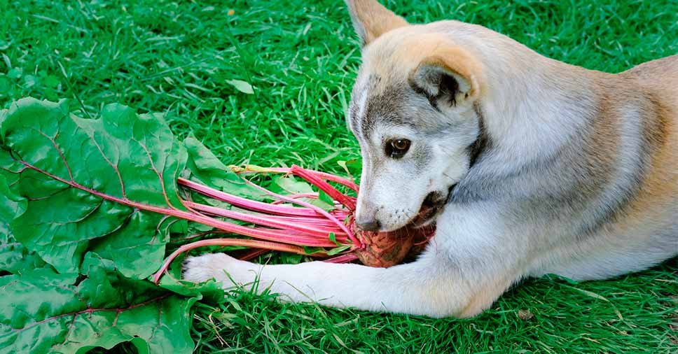 Espaço Chef Bob: 8 benefícios da beterraba para cães