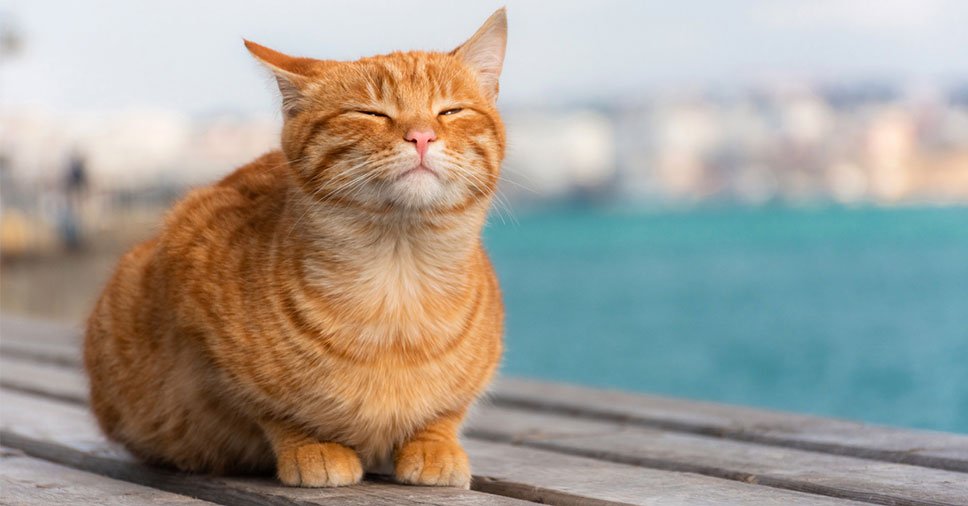 Pare tudo o que está fazendo e veja esse gatinho bebendo água em