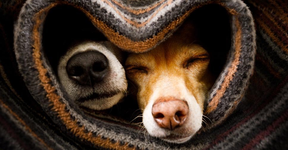 Na imagem vemos dois cachorros enrolados no cobertor representando os cuidados com os cães no inverno