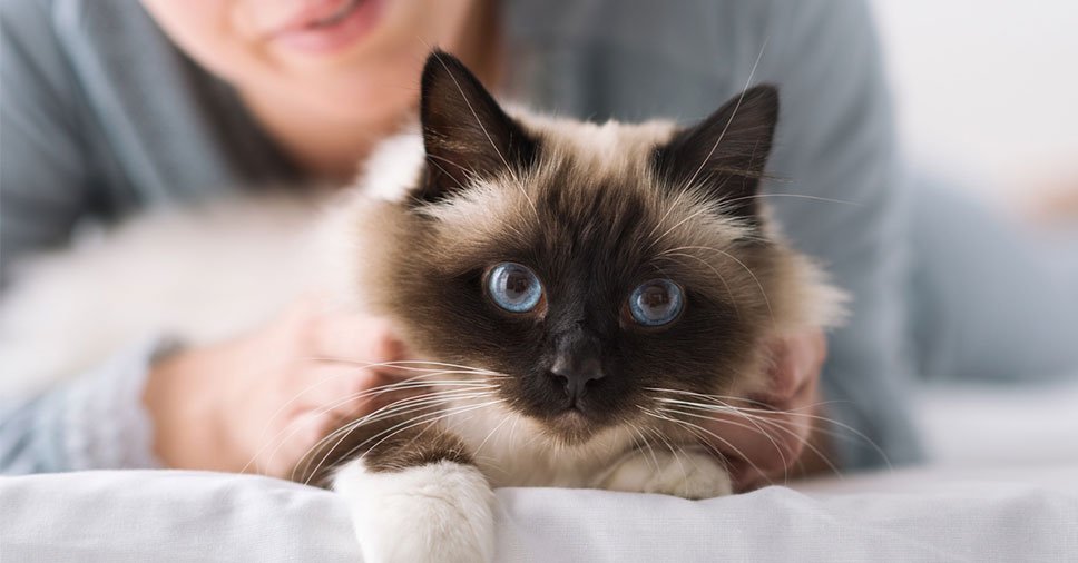 Meu pet está com pelos caindo, preciso me preocupar? Confira causas e como  evitar a queda de pelo