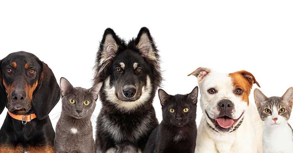 Dia Mundial dos Animais: conheça os direitos universais dos pets!