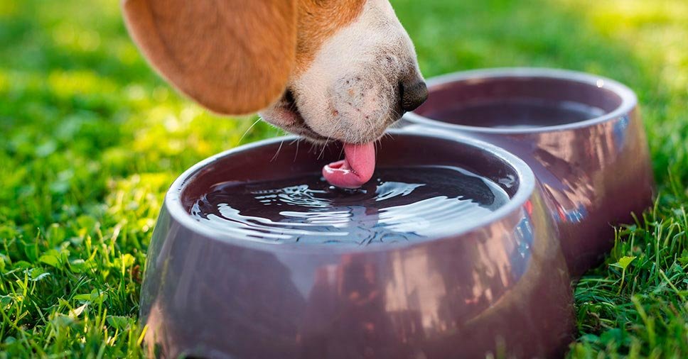 Vemos um cachorro bebendo água. Saiba como manter o equilíbrio na hidratação do cão!