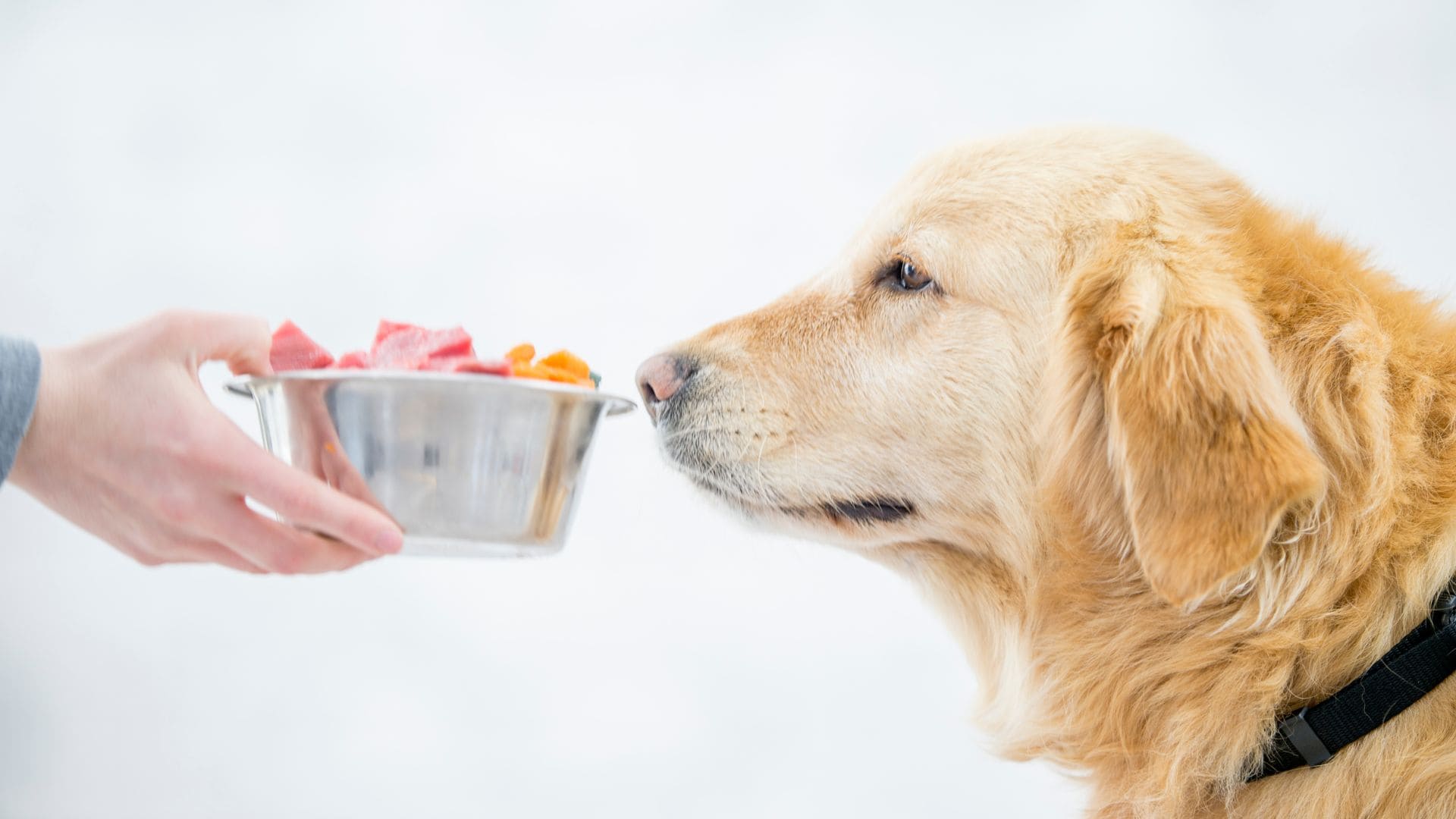 Comida natural para cachorro é melhor que ração? Confira os benefícios!