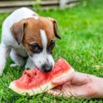 Entenda se cachorro pode comer melancia