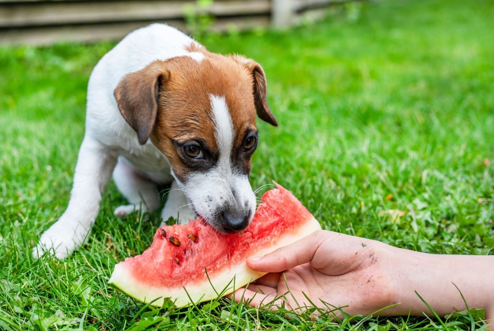 Entenda se cachorro pode comer melancia