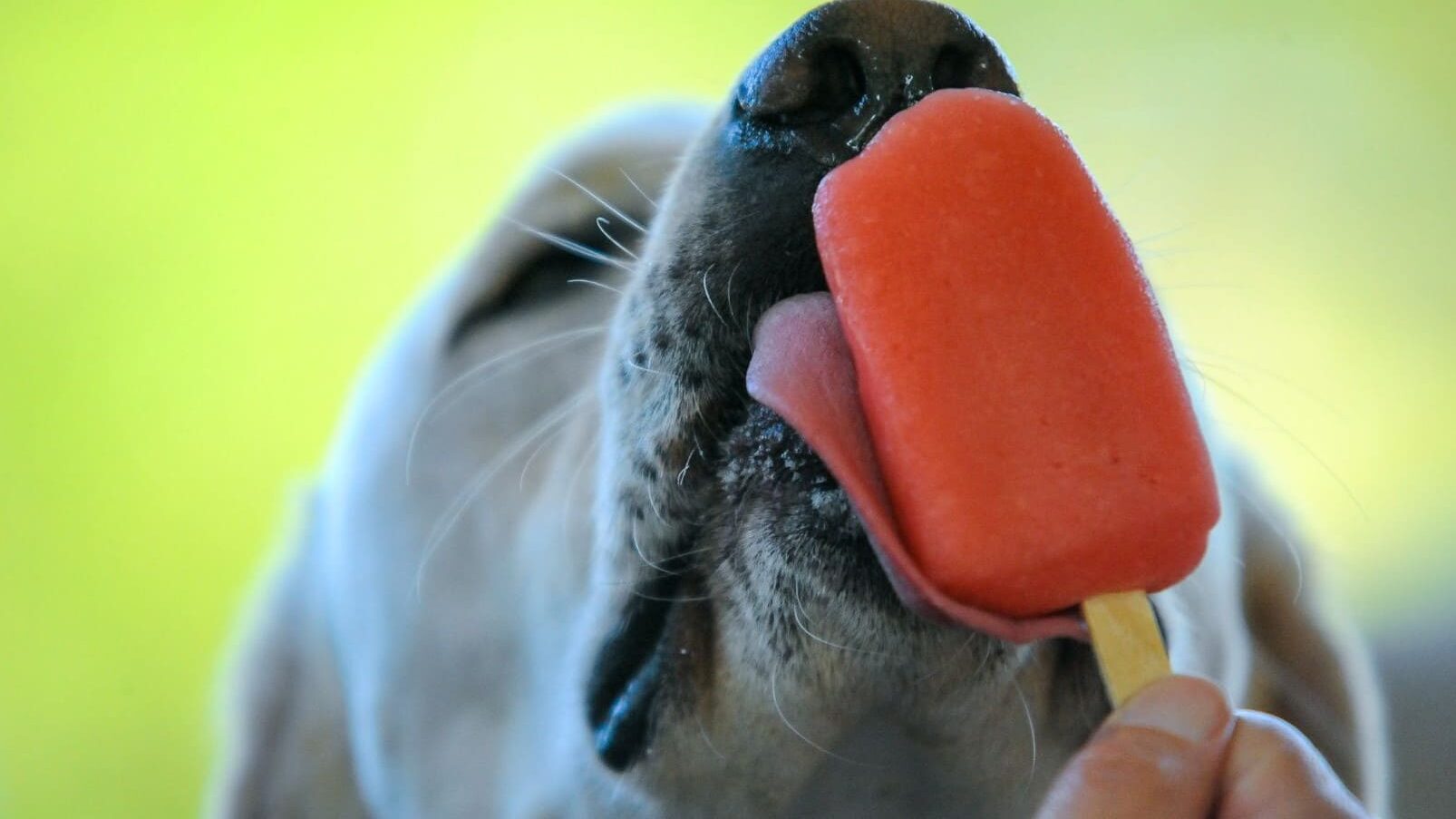 Picolé de melancia para cachorro