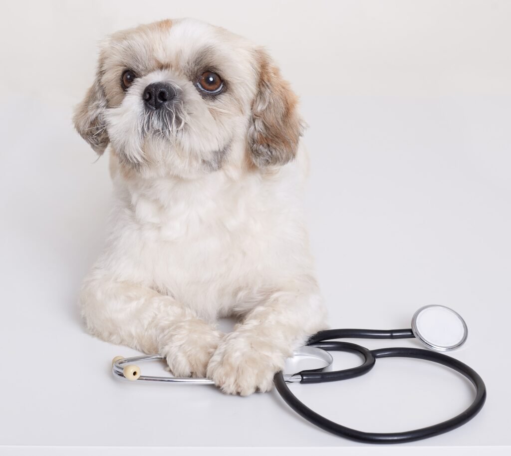 Cachorrinho Pequines Com Estetoscopio Perto De Suas Patas Posando