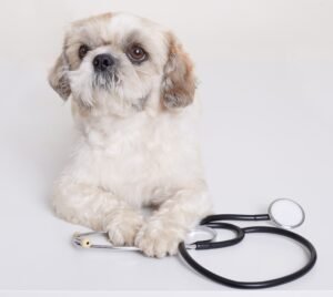 Cachorrinho Pequines Com Estetoscopio Perto De Suas Patas Posando