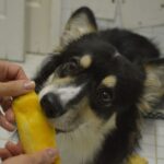 Cachorro Pode Comer Manga