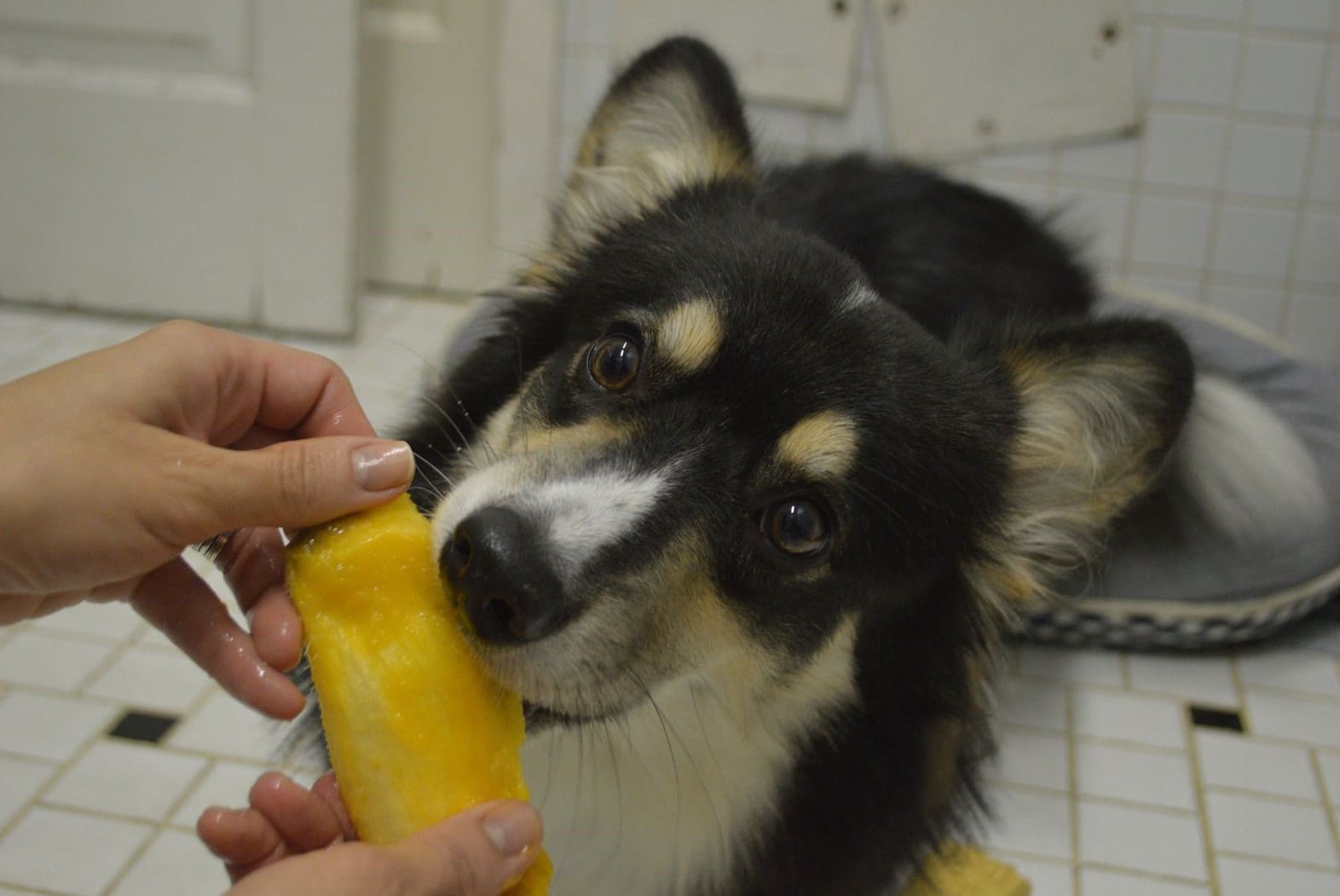 Cachorro pode comer manga? Veja riscos e benefícios