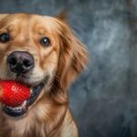 cachorro pode comer morango? descubra!