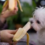 Cachorro Pode Comer Banana