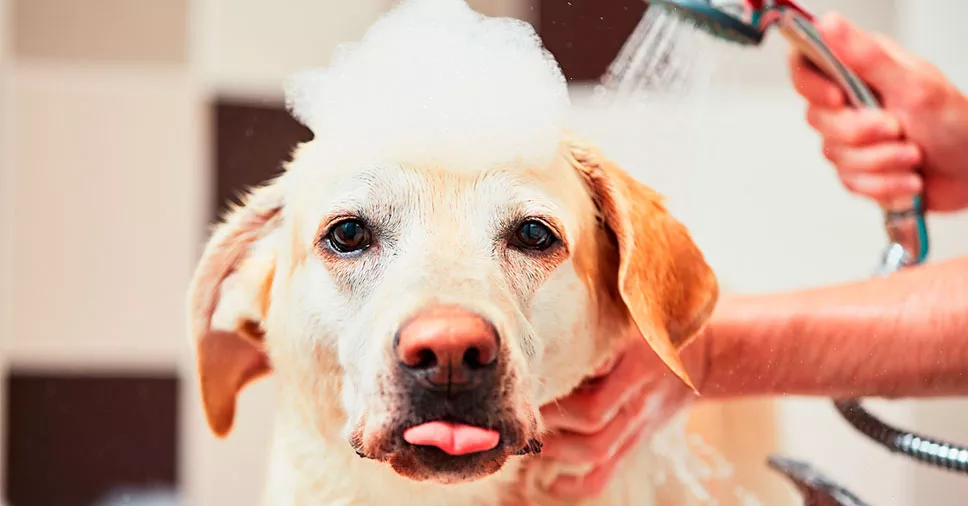 Higiene básica para cãezinhos: na imagem, um cachorro recebendo cuidados higiênicos.