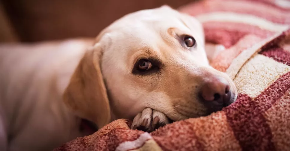 Como identificar a depressão canina