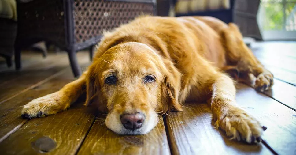 Cachorro com Hipoglicemia em cães