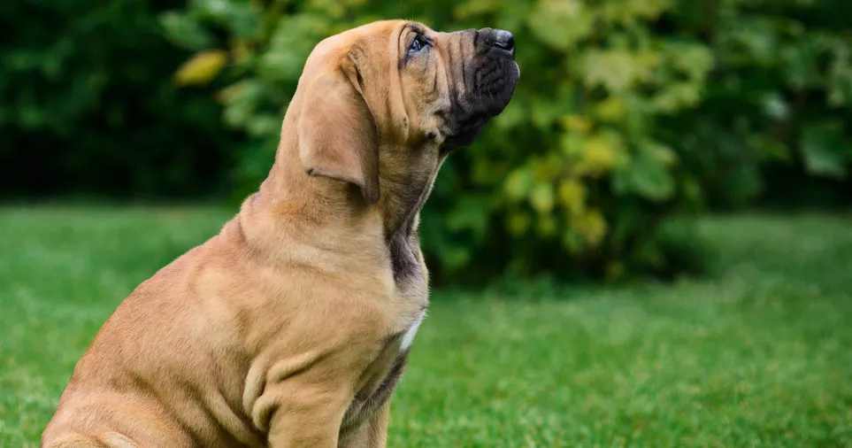 cão idoso