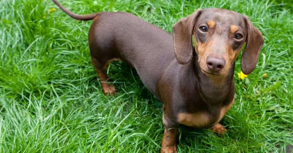 obesidade em cães