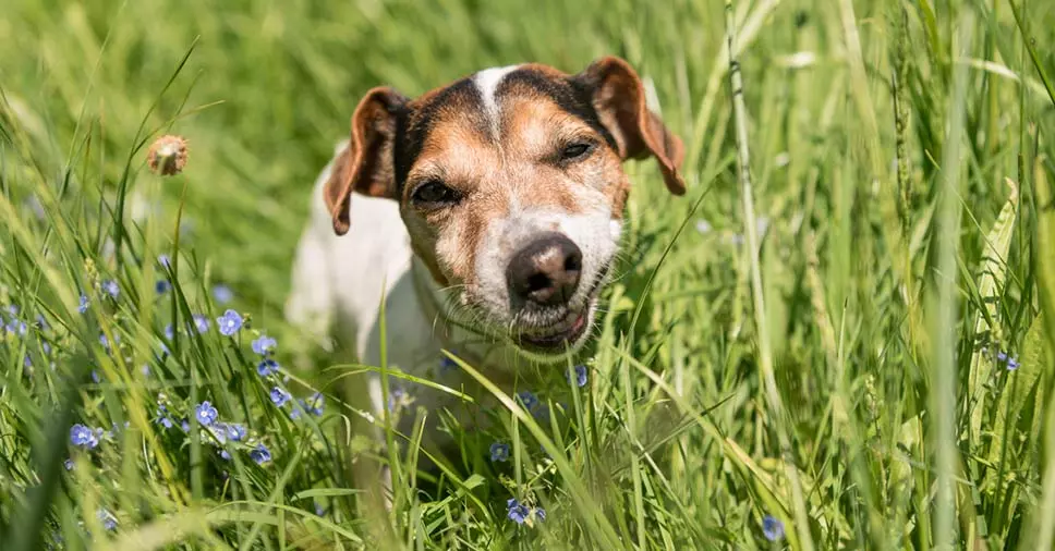cãozinho come grama e fica feliz