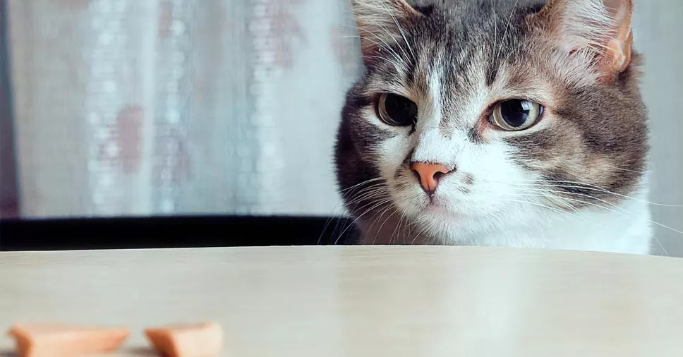 patê para gatos