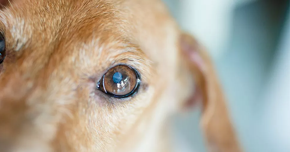 Entenda tudo sobre glaucoma em cães!
