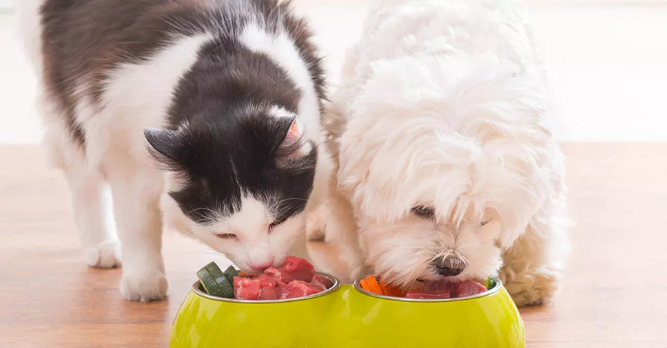 grupos alimentares importantes na alimentação dos pets