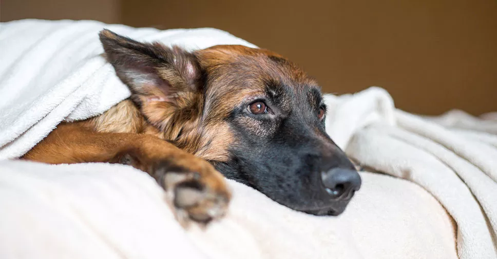 Gastrite em cães: causas, sintomas, tratamentos e prevenção!