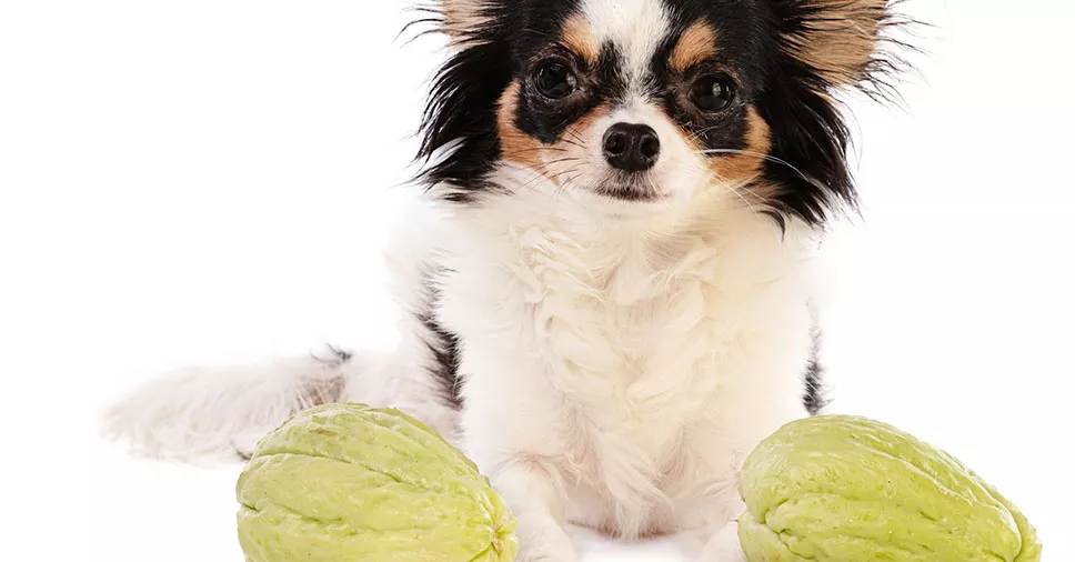 Espaço do Chef Bob: confira os benefícios do chuchu para cães!